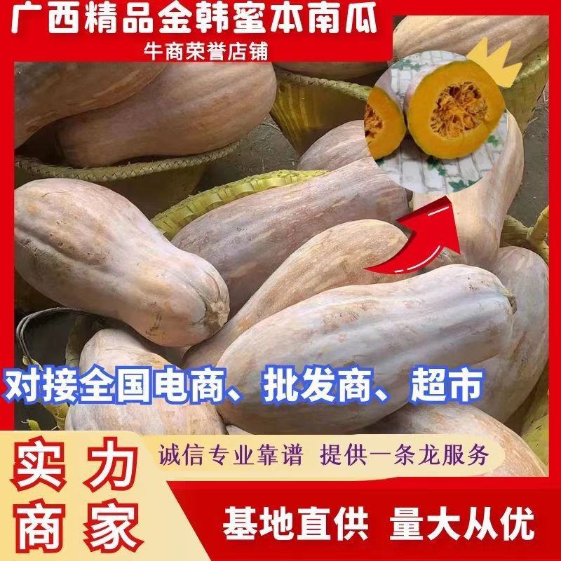 广西南瓜，金韩密本南瓜，香甜粉糯，物美价廉，有便宜回程车