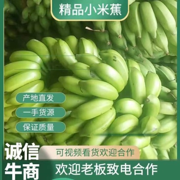 广西小米蕉软糯香甜应季新鲜水果香蕉批发薄皮