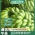 广西小米蕉软糯香甜应季新鲜水果香蕉批发薄皮