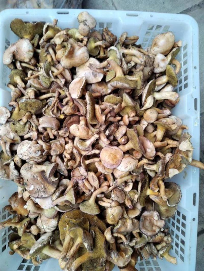 杂黄牛肝菌熬汤滋补月子新生儿佳品云南野生菌干货量大详谈