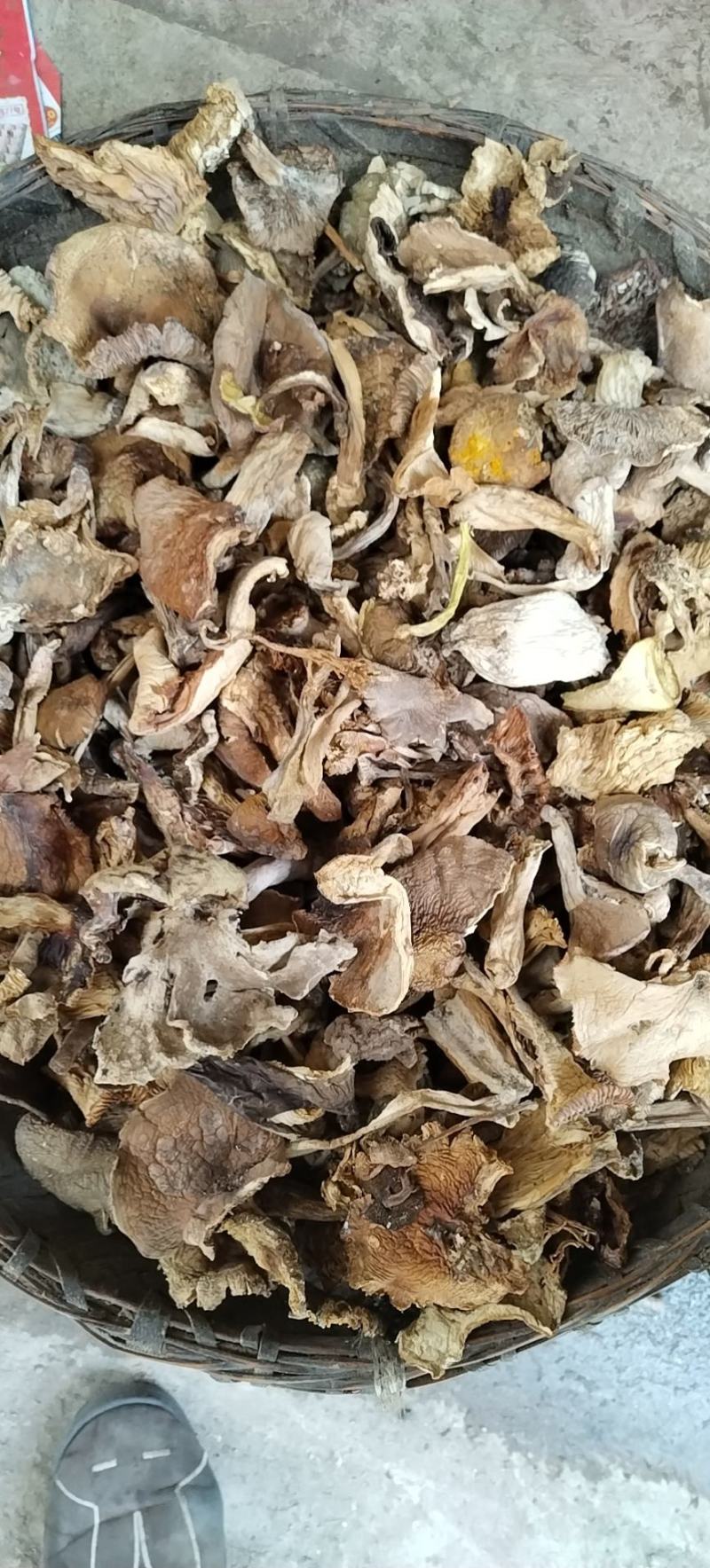 杂黄牛肝菌熬汤滋补月子新生儿佳品云南野生菌干货量大详谈