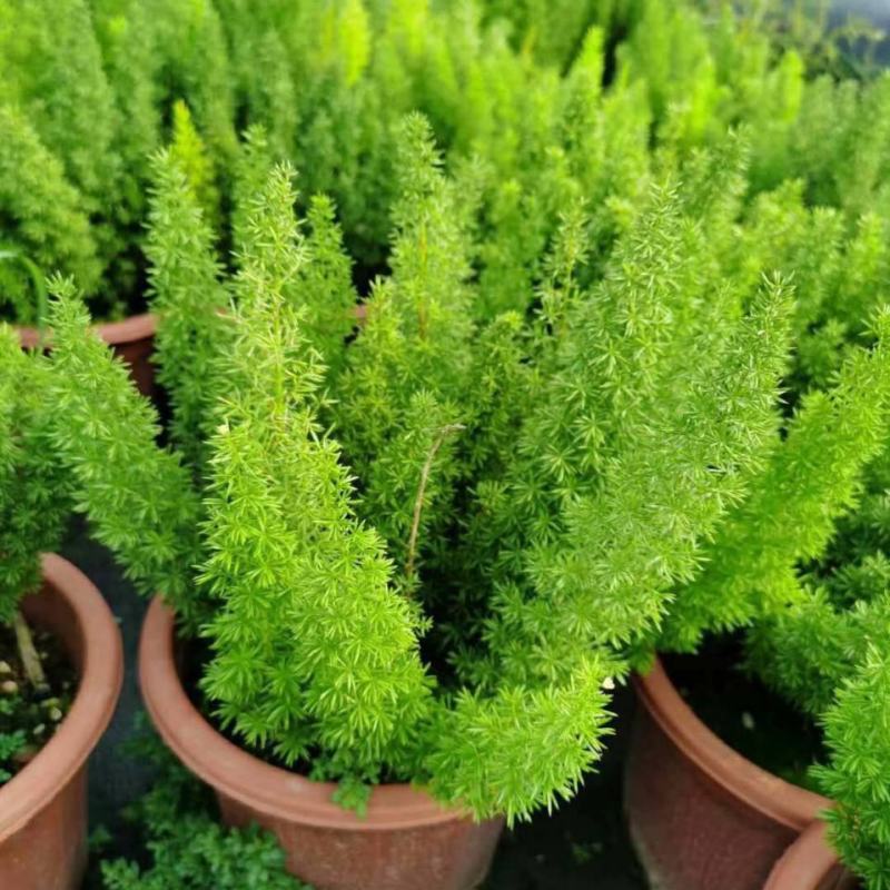 狐尾天门冬盆栽小苗庭院阳台花卉植物四季常青趣味绿植九尾狐