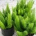 狐尾天门冬盆栽小苗庭院阳台花卉植物四季常青趣味绿植九尾狐
