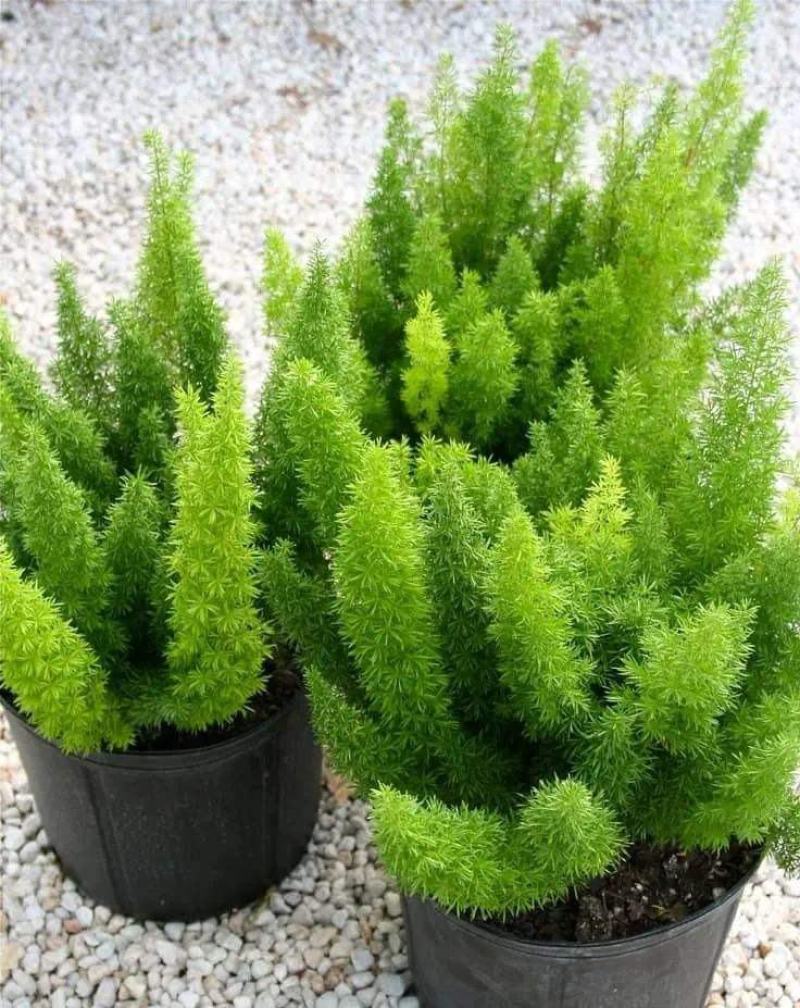 狐尾天门冬盆栽小苗庭院阳台花卉植物四季常青趣味绿植九尾狐