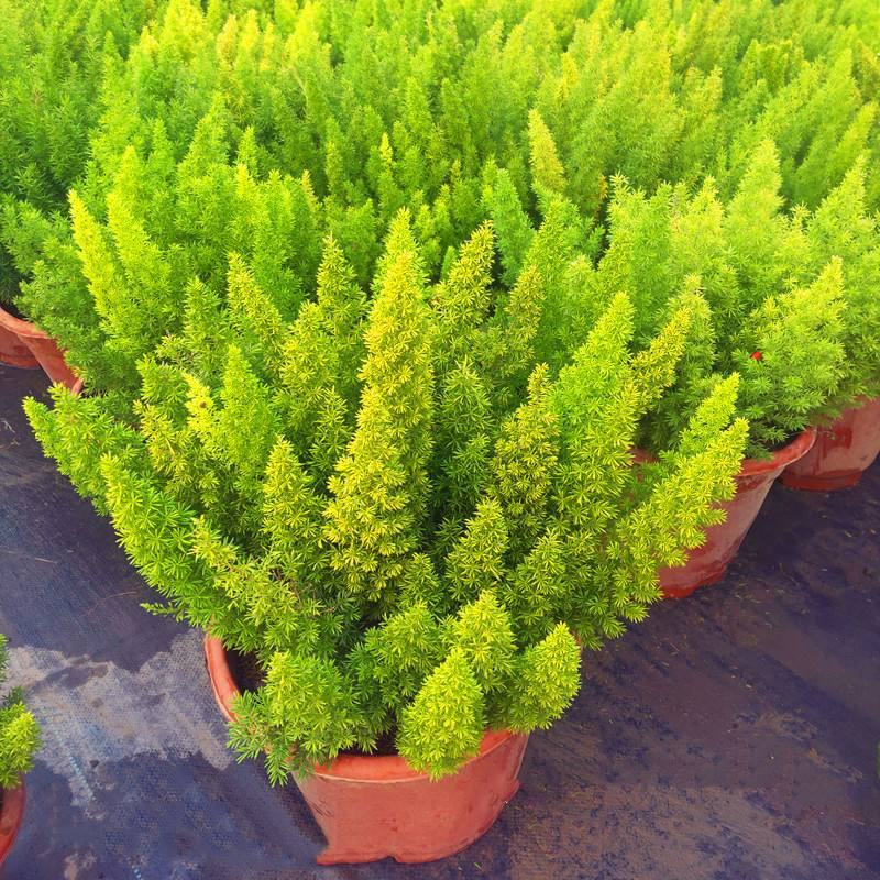 狐尾天门冬盆栽小苗庭院阳台花卉植物四季常青趣味绿植九尾狐