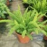 狐尾天门冬盆栽小苗庭院阳台花卉植物四季常青趣味绿植九尾狐