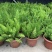 狐尾天门冬盆栽小苗庭院阳台花卉植物四季常青趣味绿植九尾狐