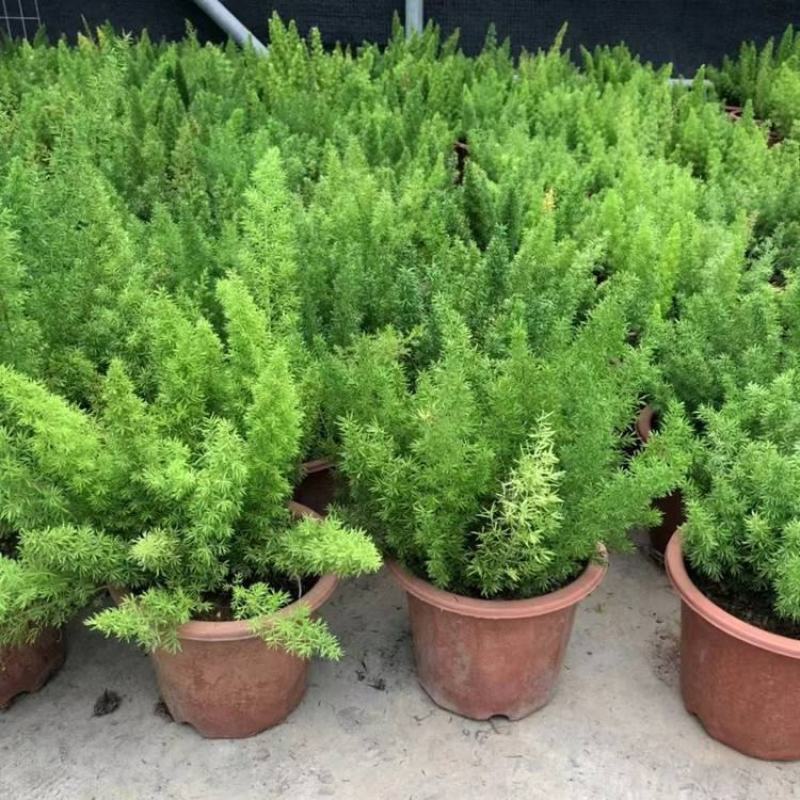 狐尾天门冬盆栽小苗庭院阳台花卉植物四季常青趣味绿植九尾狐