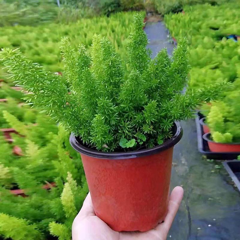狐尾天门冬盆栽小苗庭院阳台花卉植物四季常青趣味绿植九尾狐