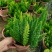 狐尾天门冬盆栽小苗庭院阳台花卉植物四季常青趣味绿植九尾狐