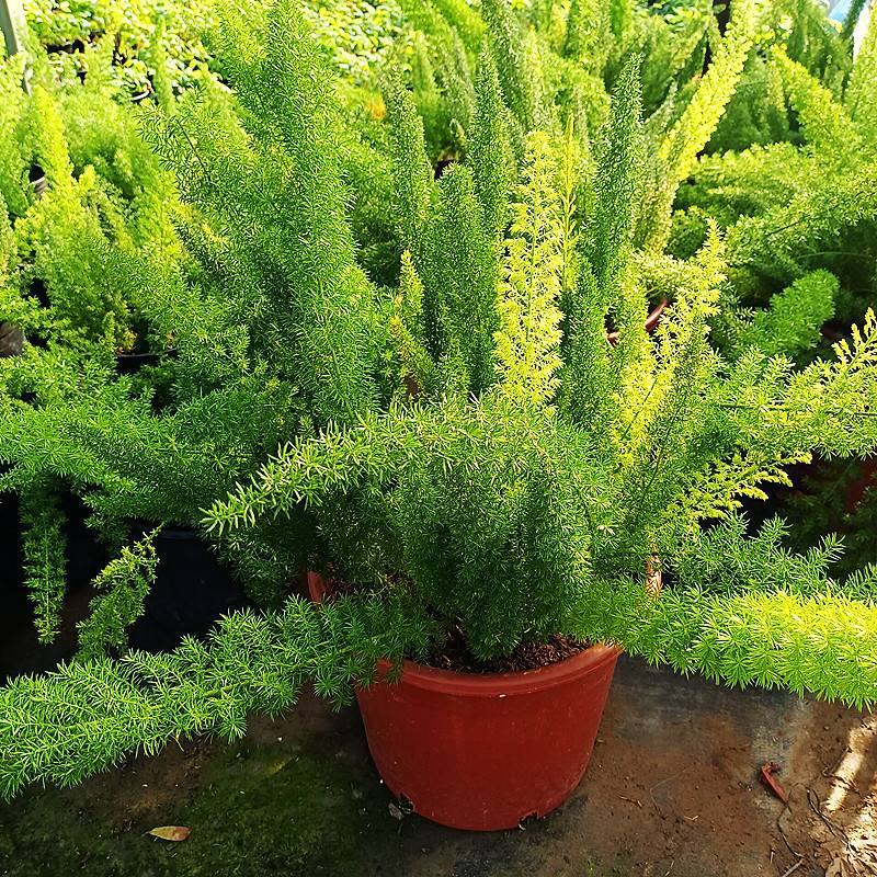 狐尾天门冬盆栽小苗庭院阳台花卉植物四季常青趣味绿植九尾狐