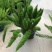 狐尾天门冬盆栽小苗庭院阳台花卉植物四季常青趣味绿植九尾狐