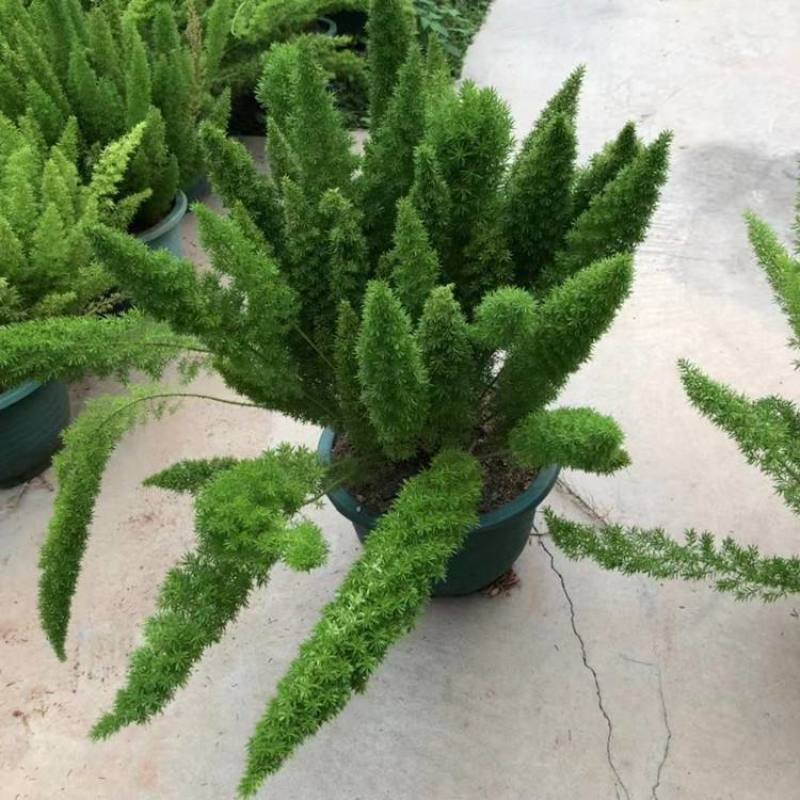 狐尾天门冬盆栽小苗庭院阳台花卉植物四季常青趣味绿植九尾狐