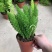 狐尾天门冬盆栽小苗庭院阳台花卉植物四季常青趣味绿植九尾狐