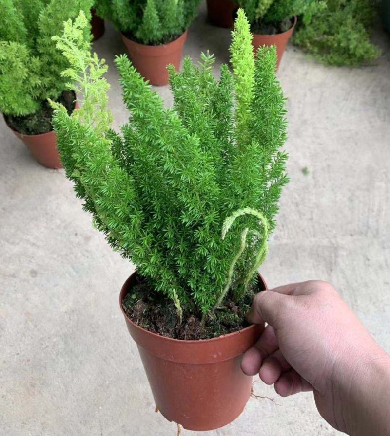 狐尾天门冬盆栽小苗庭院阳台花卉植物四季常青趣味绿植九尾狐