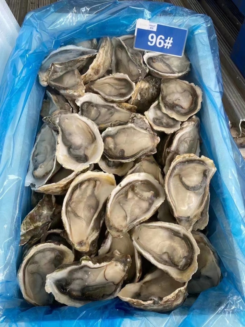 生蚝