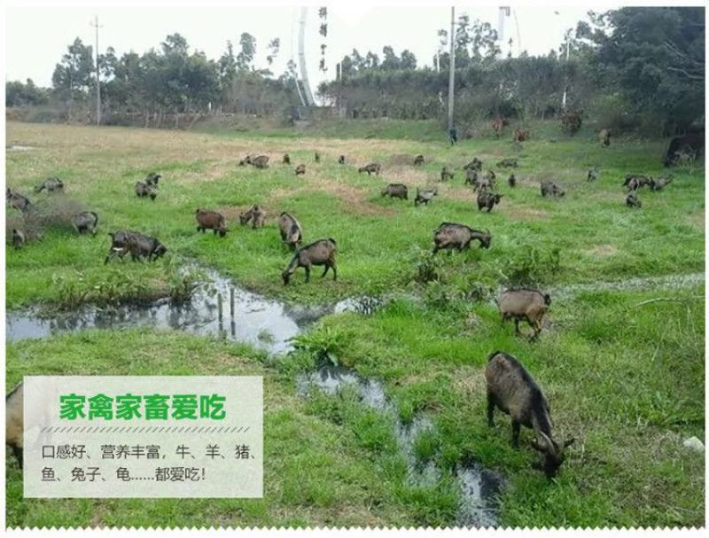 进口牧草种子多年生黑麦草种子四季播耐寒高产猪牛羊兔鸡鹅鱼