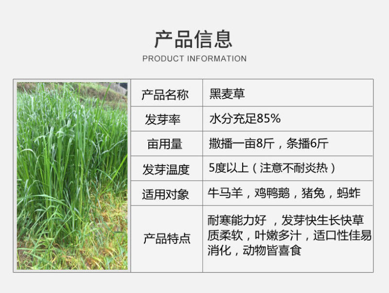 进口牧草种子多年生黑麦草种子四季播耐寒高产猪牛羊兔鸡鹅鱼