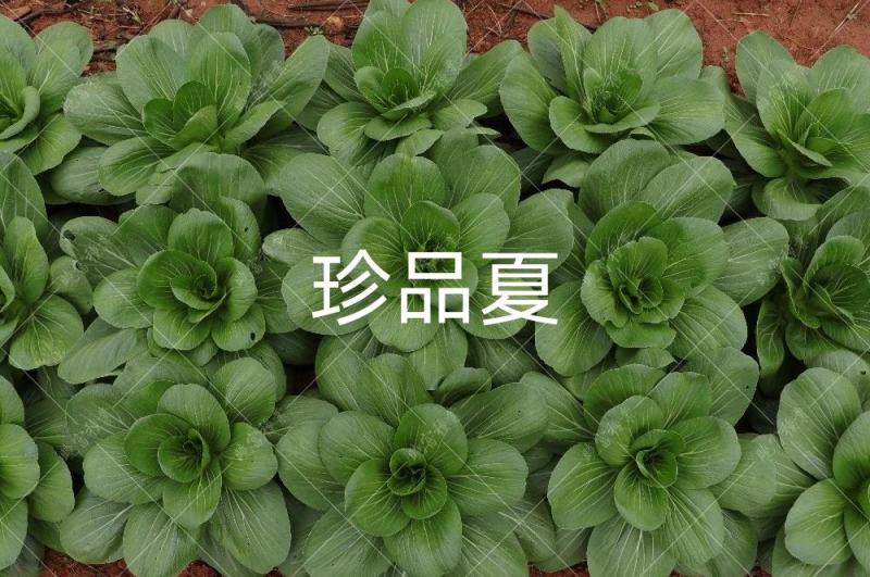 菜农专用晓富珍品夏一代交配青梗菜种子耐热耐雨性强纤维少