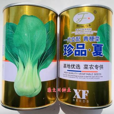 菜农专用晓富珍品夏一代交配青梗菜种子耐热耐雨性强纤维少