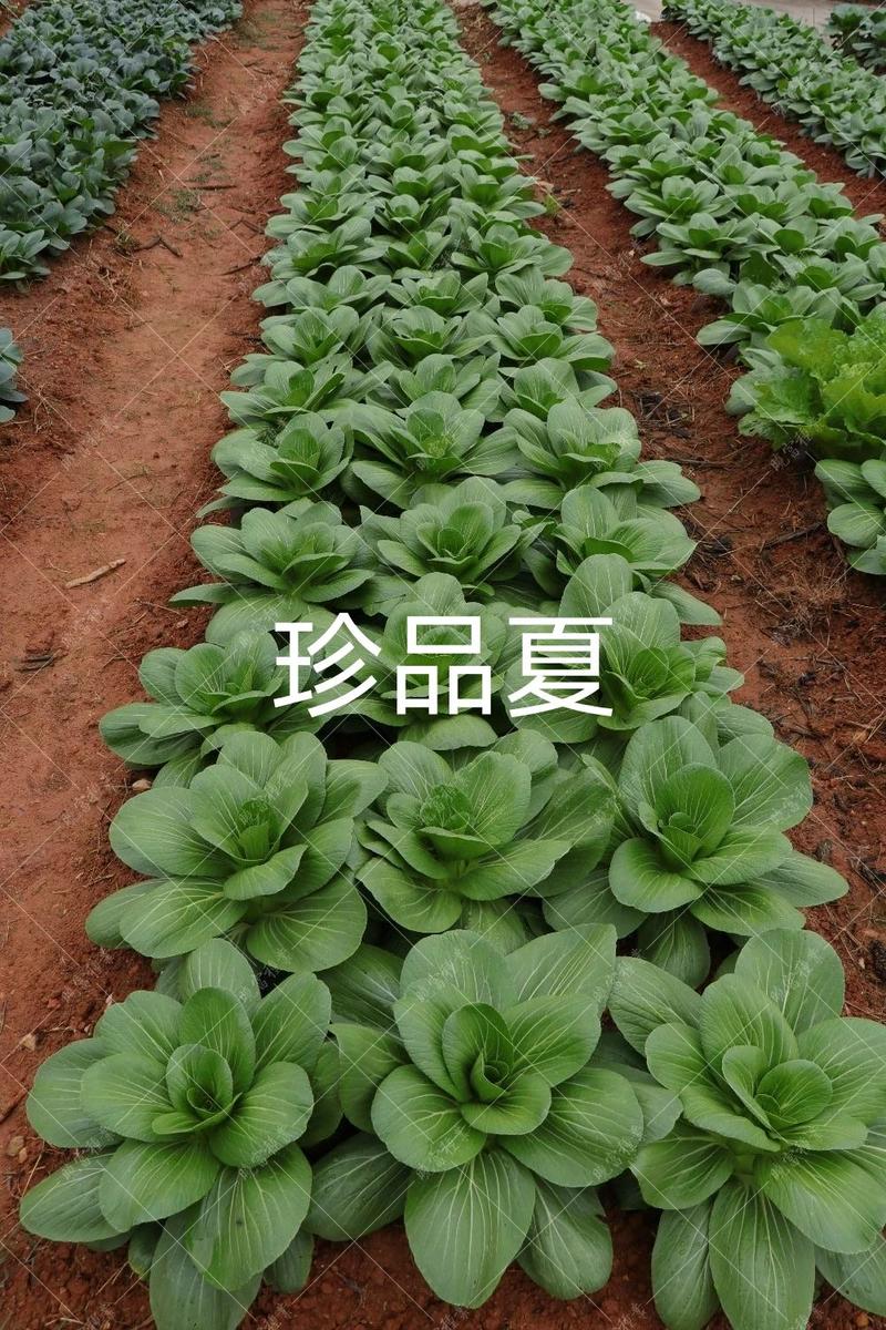 菜农专用晓富珍品夏一代交配青梗菜种子耐热耐雨性强纤维少
