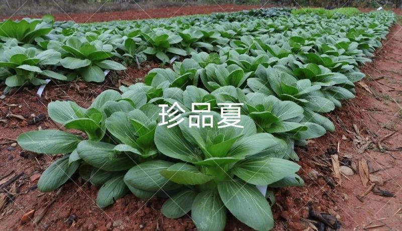 菜农专用晓富珍品夏一代交配青梗菜种子耐热耐雨性强纤维少