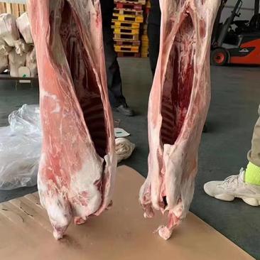 羊胴体，36斤一70斤瘦肉型草地羊感兴趣的欢迎光临