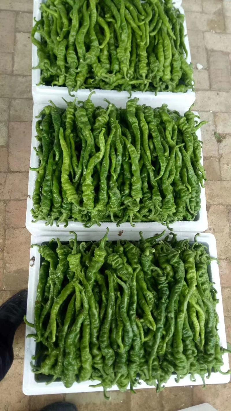 【精品鲜辣椒】榆林优质螺丝椒大量上市价格实惠全国发货