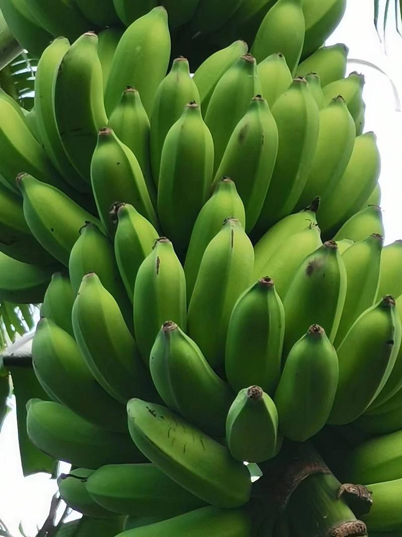 米蕉