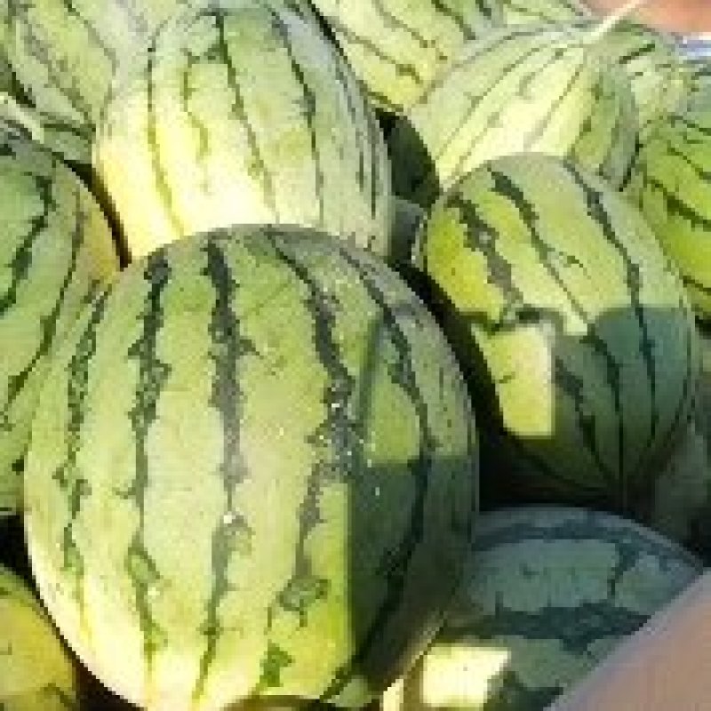 冰糖瓜口口脆