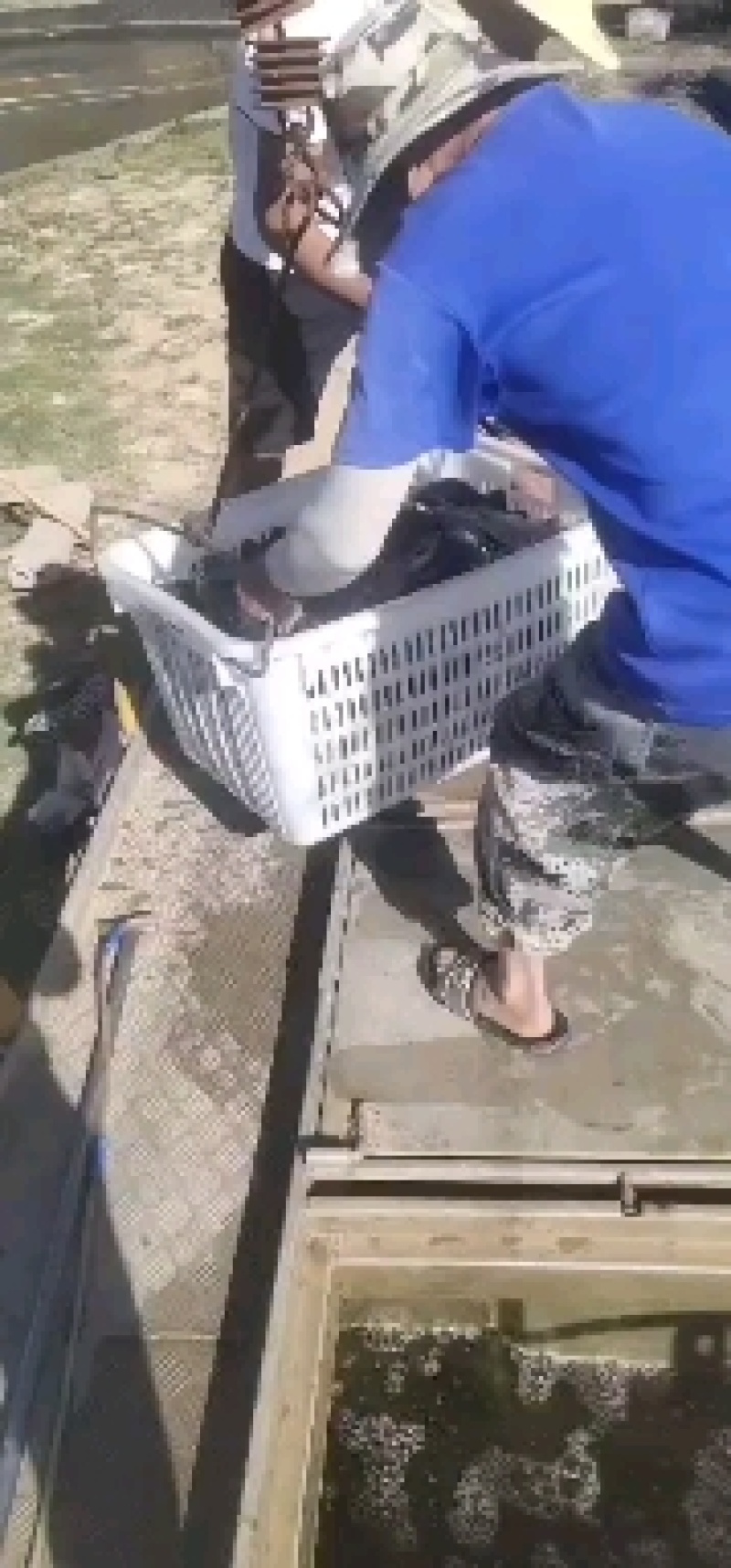 青鱼