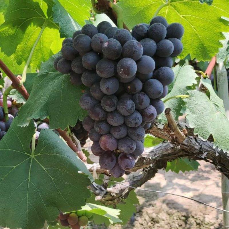 夏黑熟了