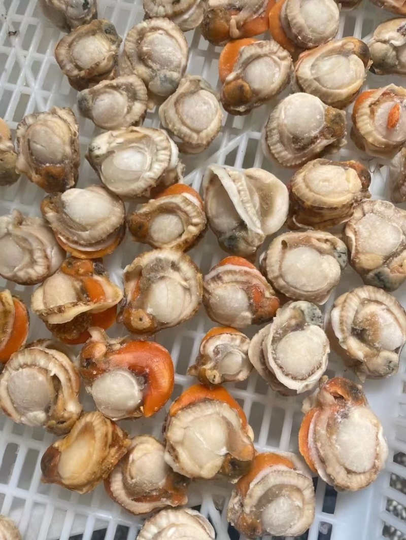 栉孔贝肉，带胃，产地大连，现货！厂家直销！
