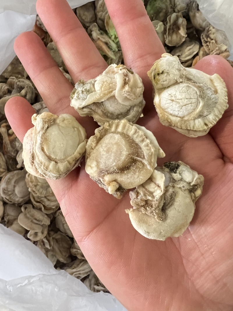 栉孔贝肉，带胃，产地大连，现货！厂家直销！