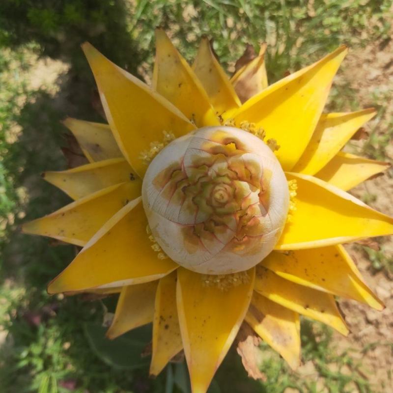 地涌金莲花云南佛教圣花千瓣莲花原土发货包成活率产区直供