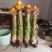 地涌金莲花云南佛教圣花千瓣莲花原土发货包成活率产区直供