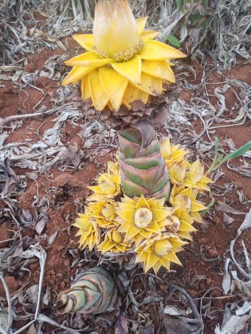 地涌金莲花云南佛教圣花千瓣莲花原土发货包成活率产区直供