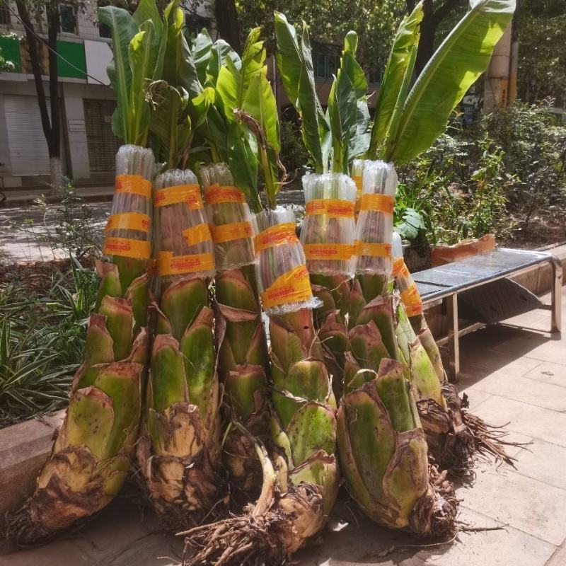 地涌金莲花云南佛教圣花千瓣莲花原土发货包成活率产区直供