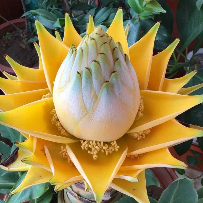 地涌金莲花云南佛教圣花千瓣莲花原土发货包成活率产区直供