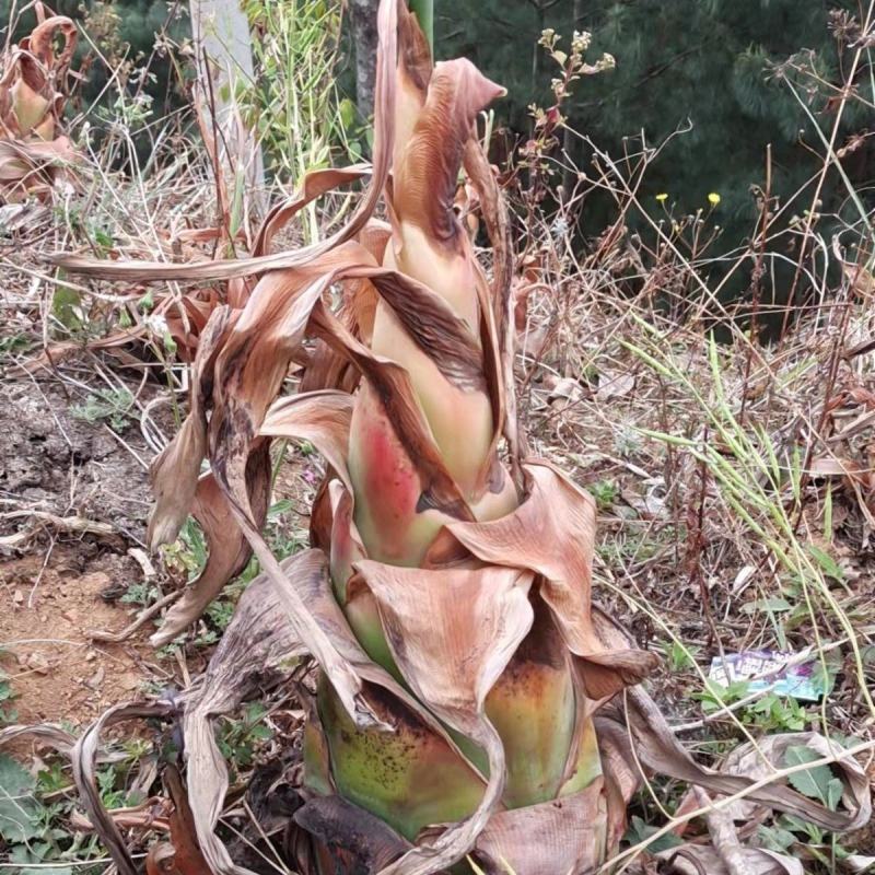 地涌金莲花云南佛教圣花千瓣莲花原土发货包成活率产区直供