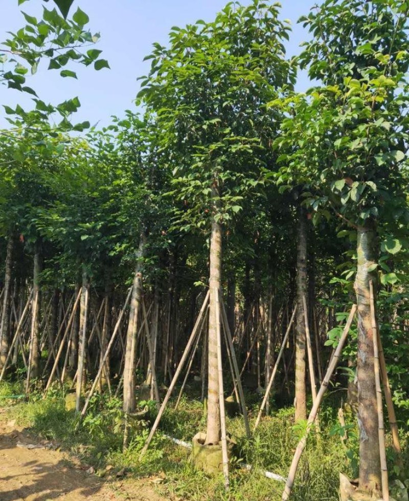 供应：重阳木，秋枫12-15各种规格都有