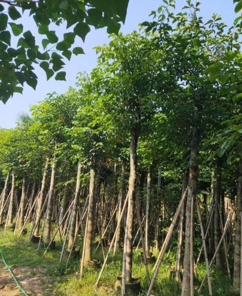 供应：重阳木，秋枫12-15各种规格都有