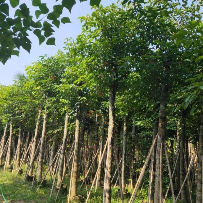供应：重阳木，秋枫12-15各种规格都有
