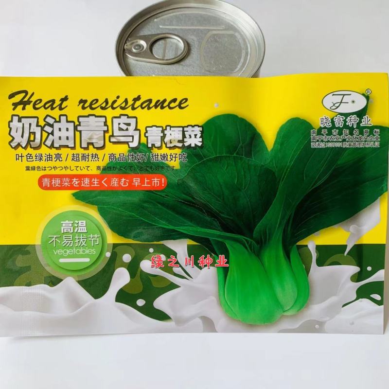 奶油青鸟青梗菜种子超耐热叶色绿油亮青菜种子甜嫩抗热
