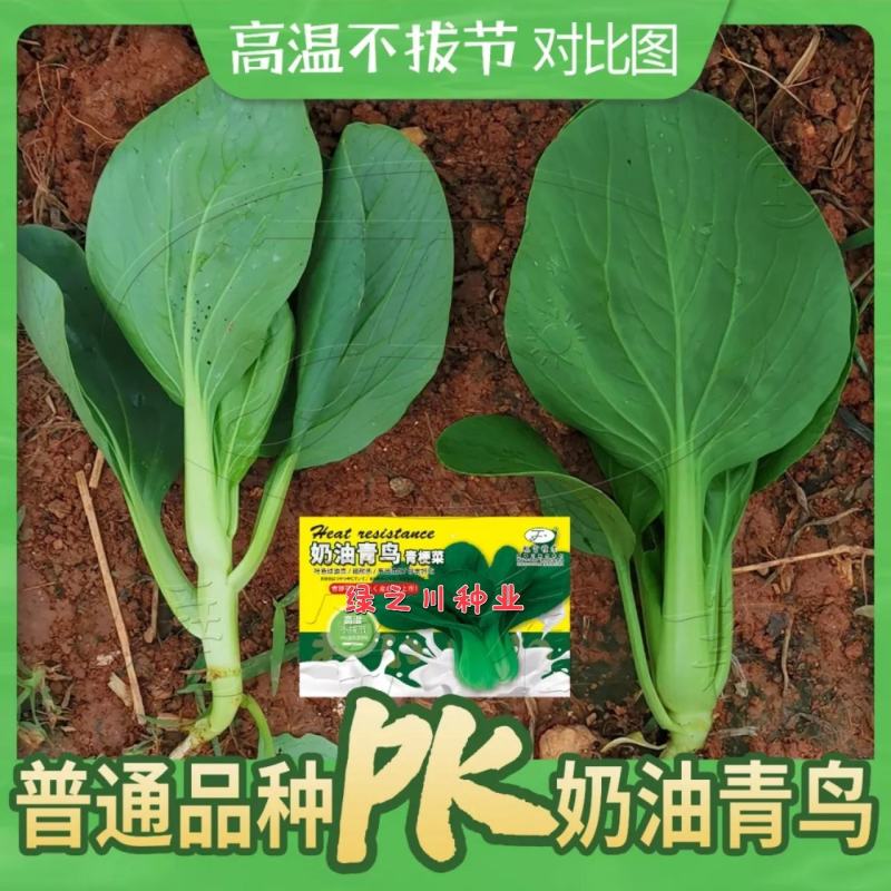 奶油青鸟青梗菜种子超耐热叶色绿油亮青菜种子甜嫩抗热