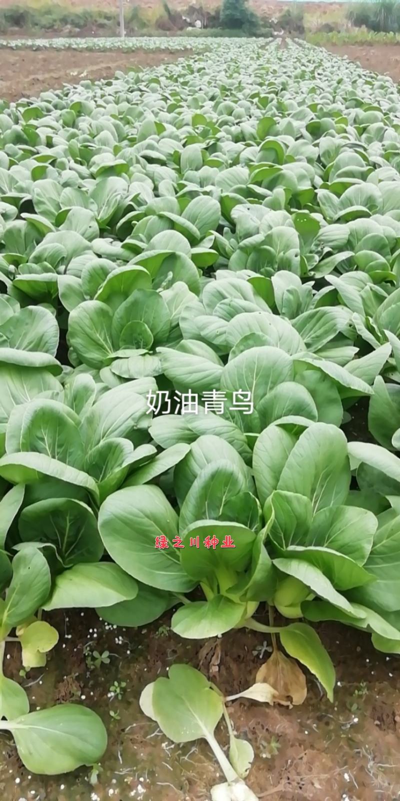 奶油青鸟青梗菜种子超耐热叶色绿油亮青菜种子甜嫩抗热