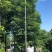 供应：重阳木，秋枫15-18各种规格大量