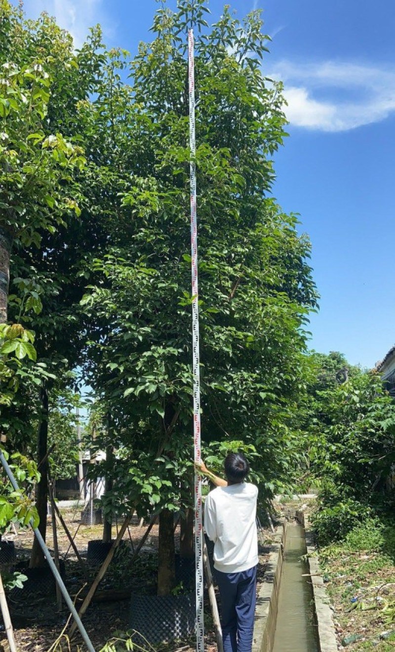 供应：重阳木，秋枫15-18各种规格大量