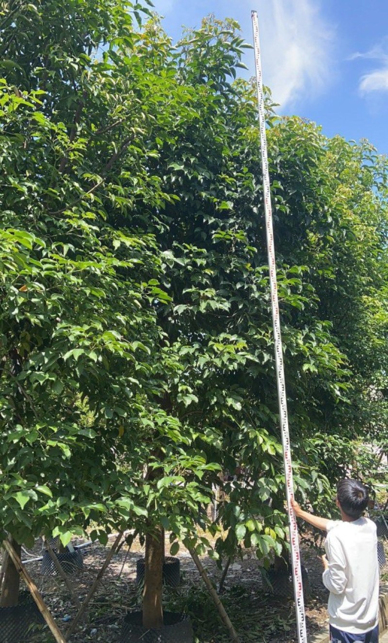 供应：重阳木，秋枫15-18各种规格大量
