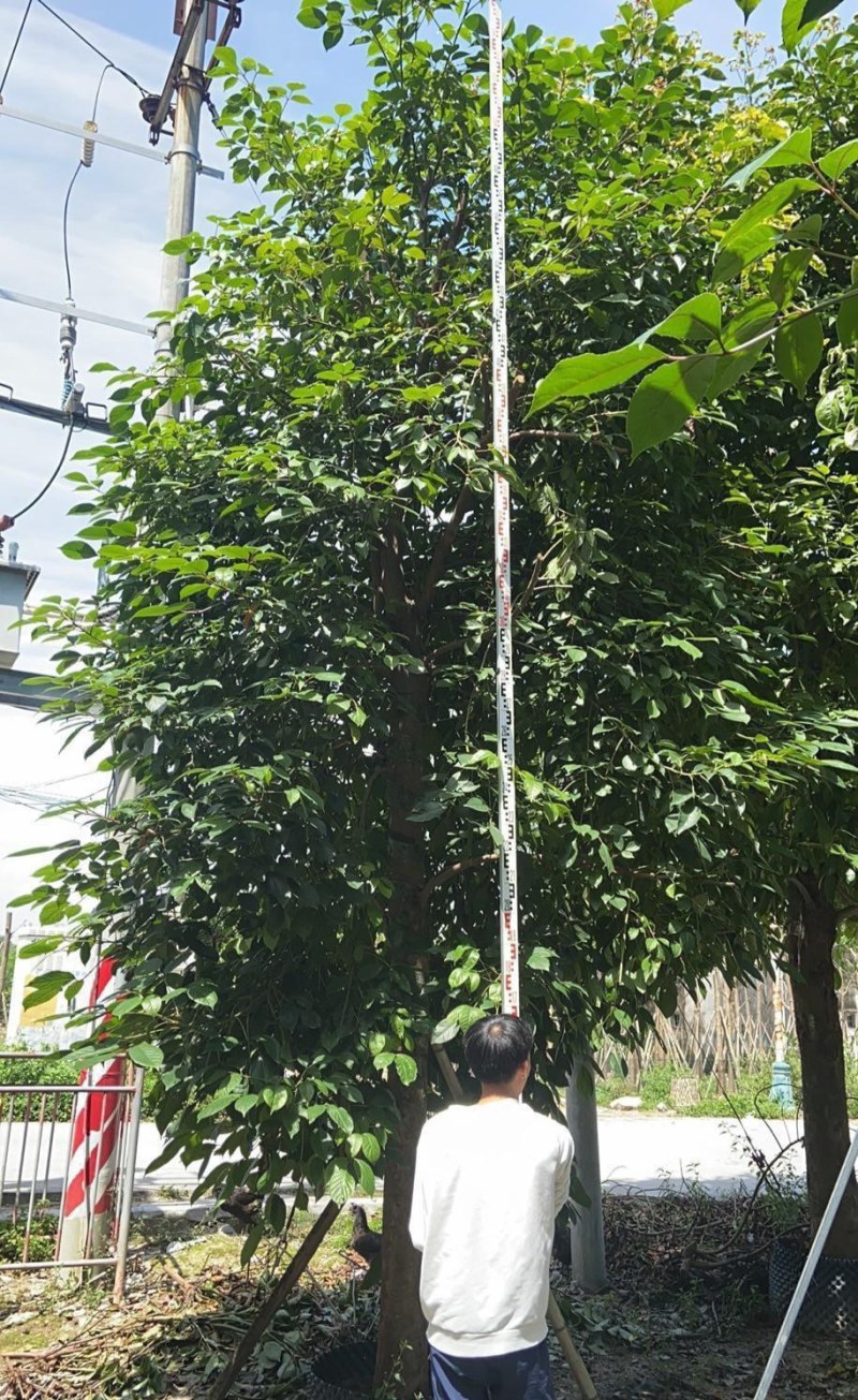 供应：重阳木，秋枫15-18各种规格大量